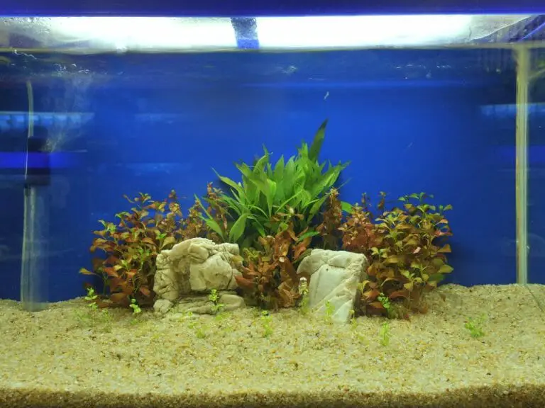 Can Aquarium Plants Grow in Gravel: The Pros and Cons of Using Gravel ...