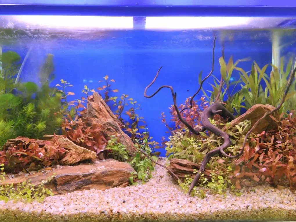 can-aquarium-plants-grow-in-gravel-the-pros-and-cons-of-using-gravel