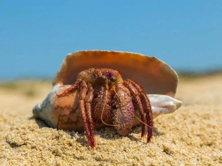 Are Hermit Crabs Good Pets: Reasons Why You Should Take Care Of Hermit ...