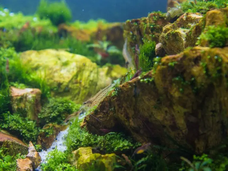 How to Clean Aquarium Rocks of Algae 3 Homemade Solutions That Can