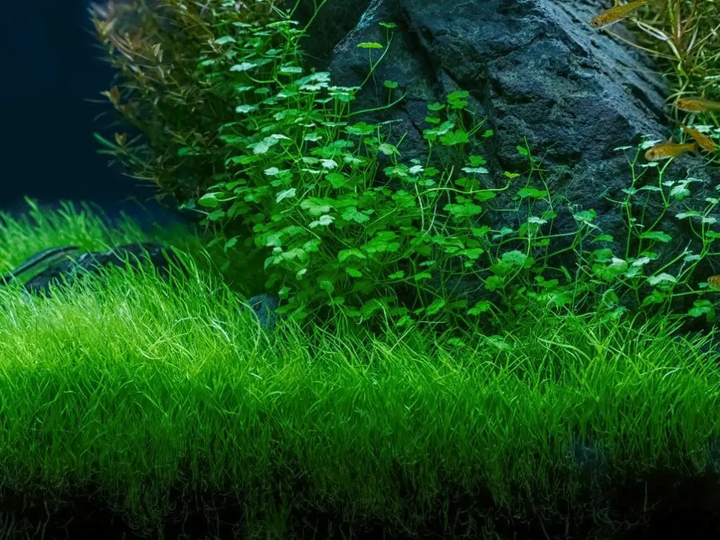 Can Snails Eat Java Moss Understanding the Feeding Preferences of