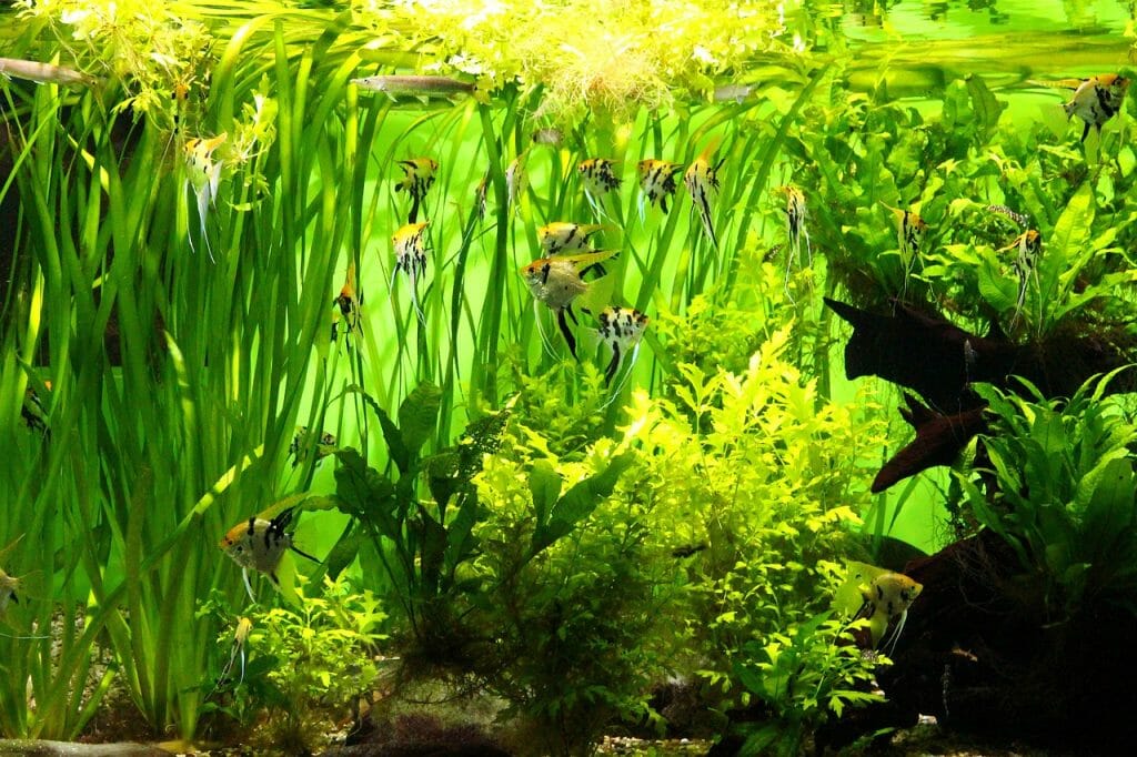 Is Java Moss Good For Betta