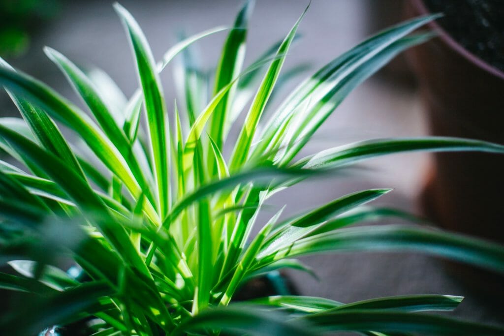 Is Spider Plant Toxic To Fish