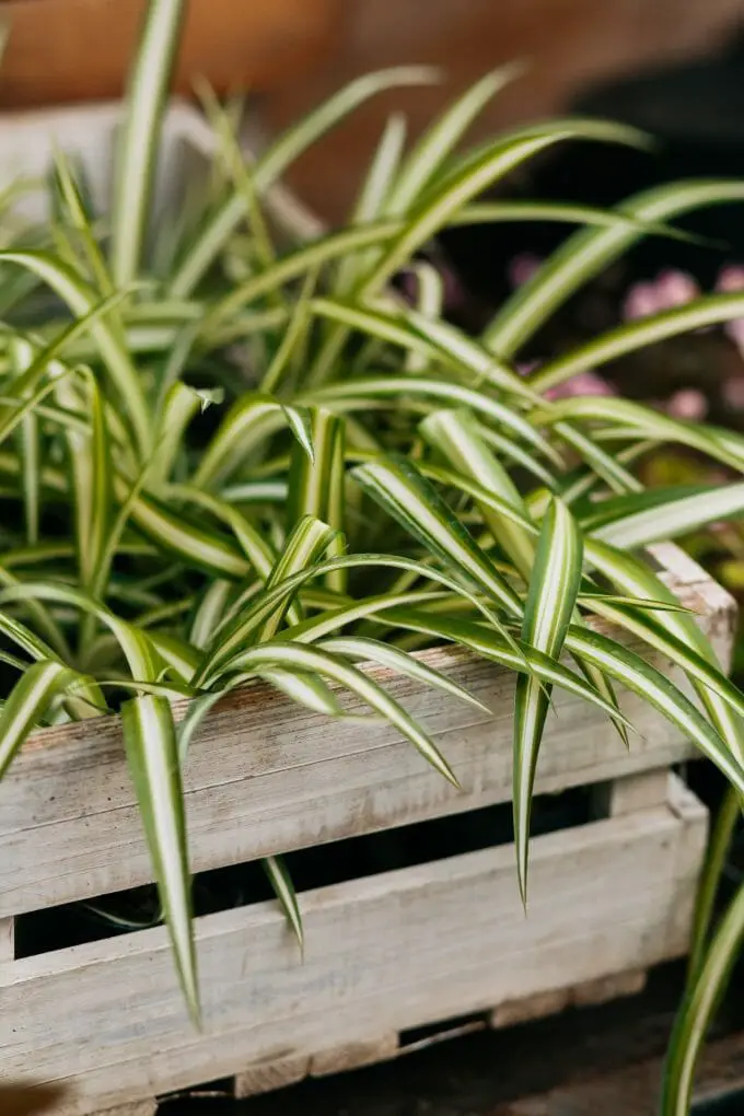 is-spider-plant-toxic-to-fish-benefits-of-spider-plants-what-you