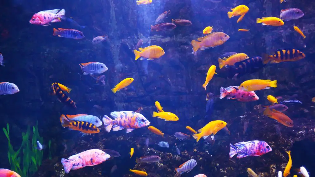 How Long Do Aquarium Fish Live? - HomeTanks