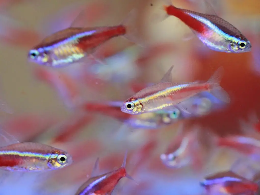 Do Neon Tetras Glow in the Dark: Truth and Facts - HomeTanks