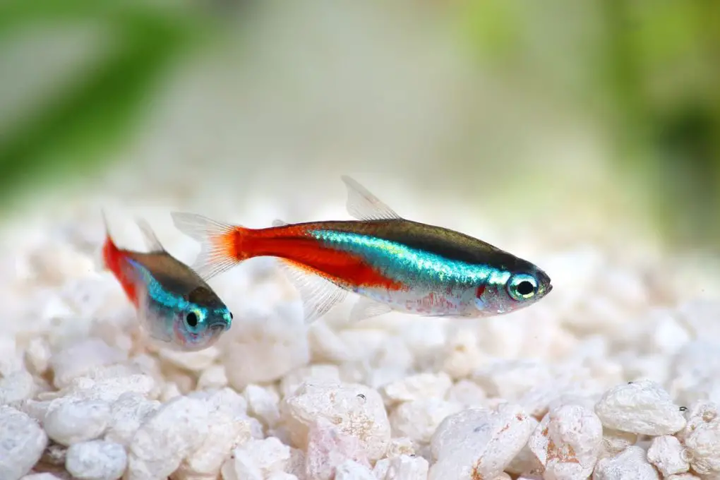 How Many Neon Tetras In A 5 Gallon Tank Number And Tips HomeTanks