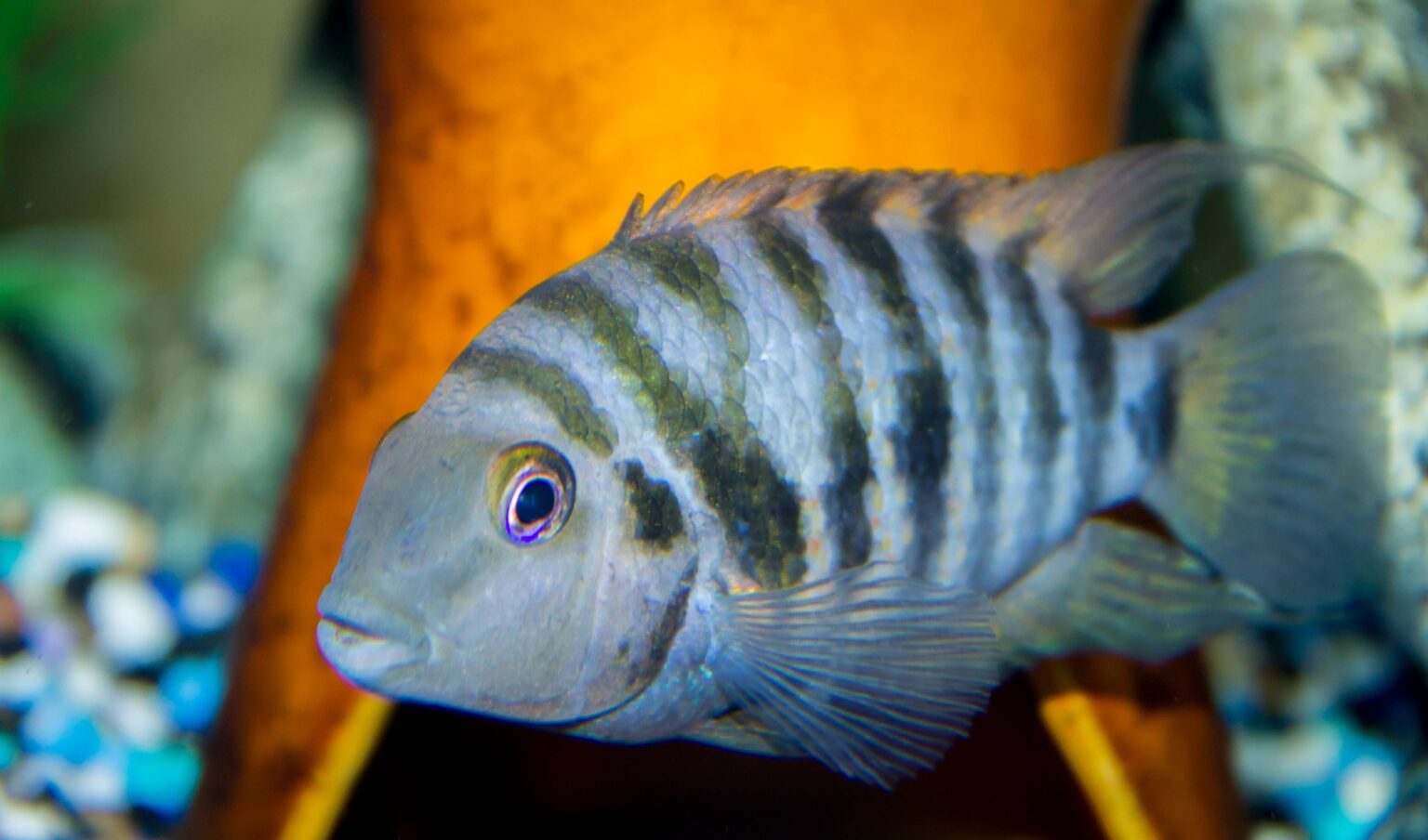 Convict Cichlid | A to Z Guide - Care, Tank Mates, Size, and Diet ...